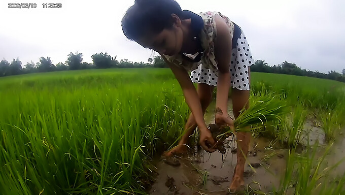 Seorang wanita Asia yang menggoda di padang paddy